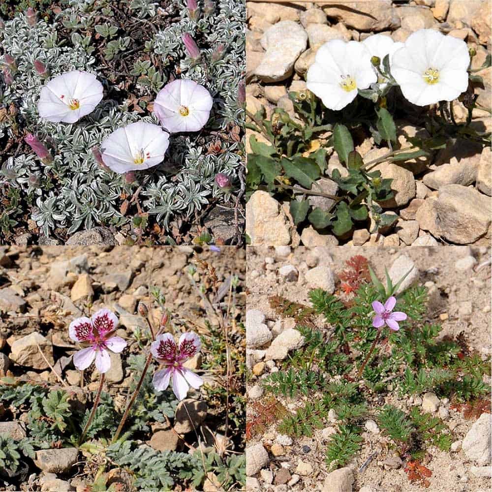¿Puede la diversidad epigenética actuar como respaldo evolutivo para las plantas silvestres amenazadas?