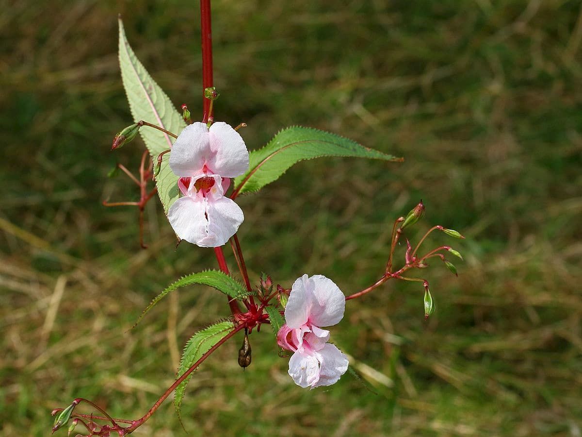 ¿Qué hace que una especie invasora sea buena: la genética o la plasticidad? Perspectivas de Impatiens glandulifera