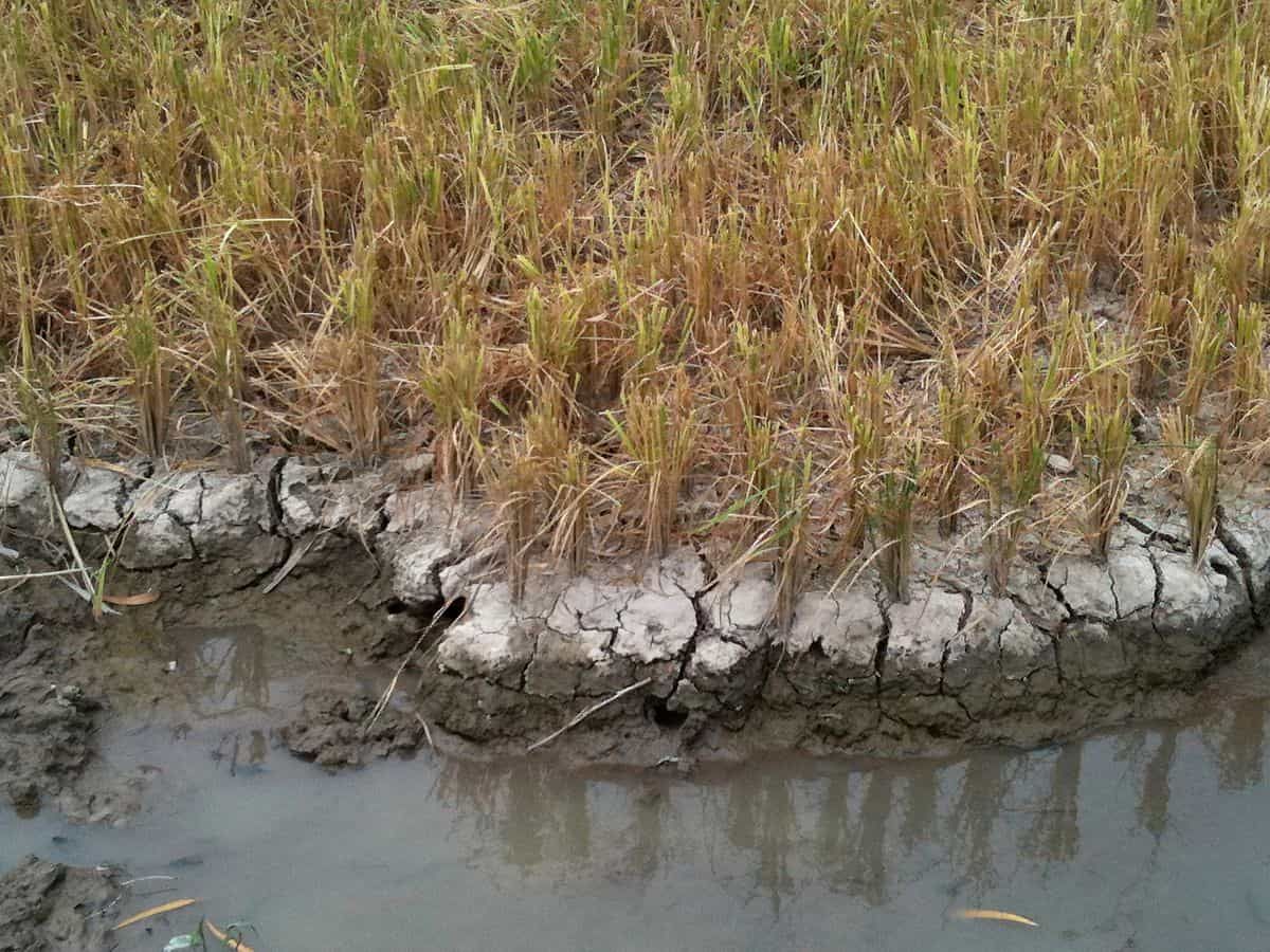 From computer to field: can in silico modelling can help us to optimise rice for possible droughts?