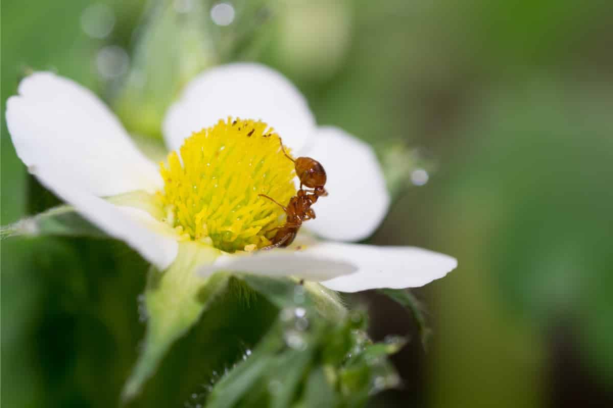 ¿Son las hormigas un beneficio o un perjuicio cuando ocupan una planta? Una nueva investigación dice que pueden ser ambos.