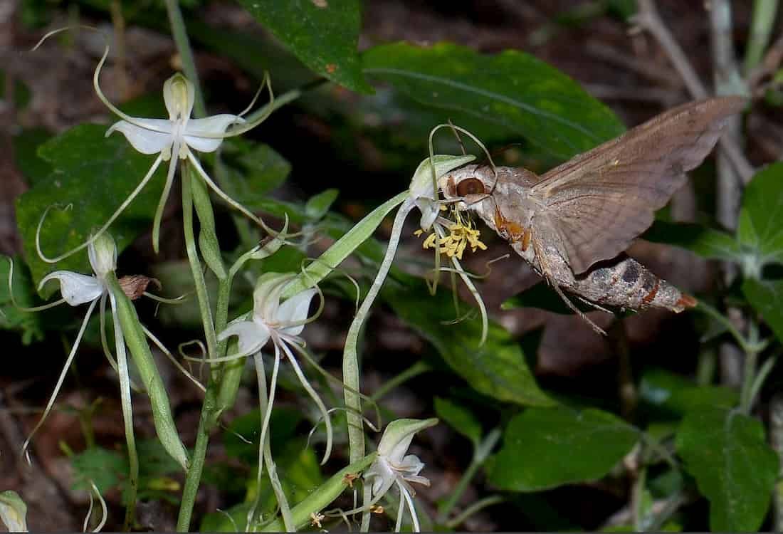 Los ritmos de olor y néctar de una orquídea africana están sincronizados con su polinizador
