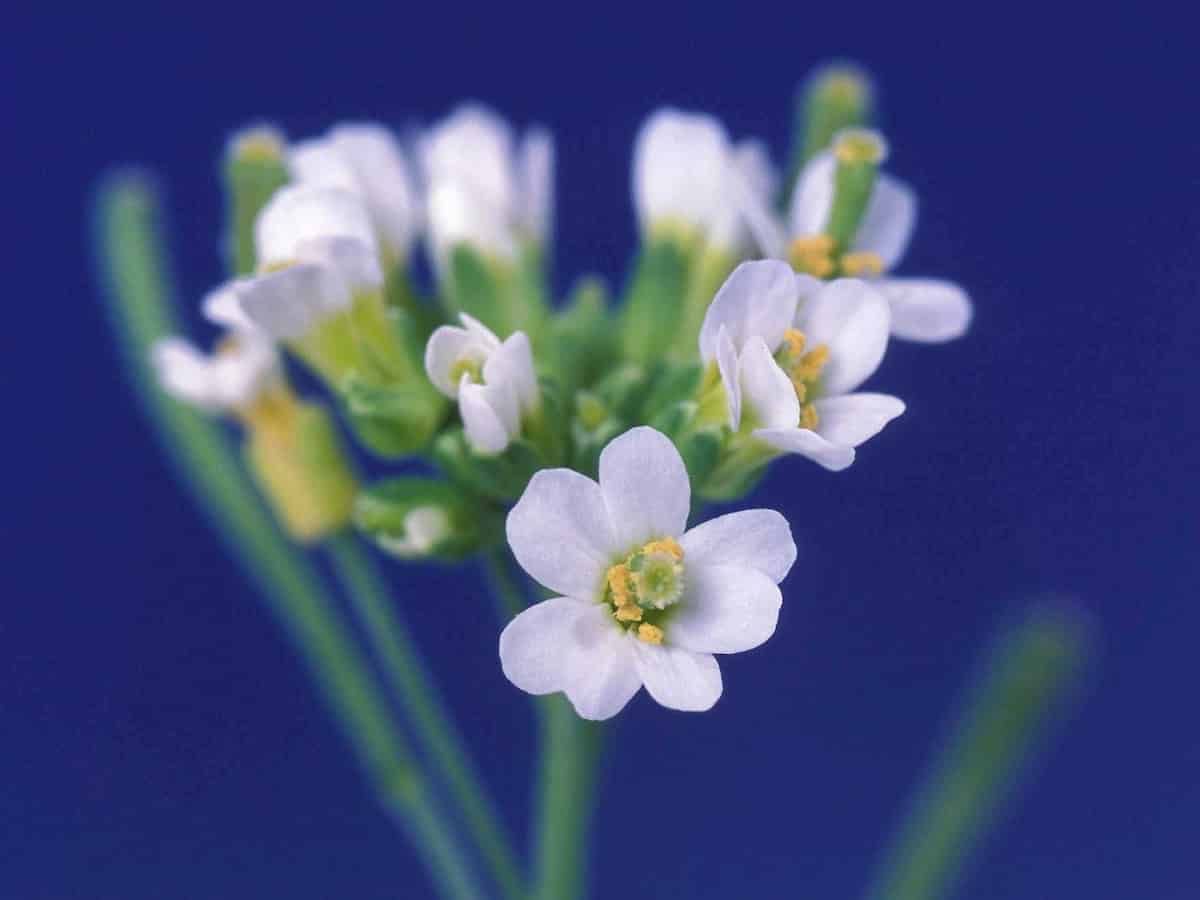 Synchronisation der Seneszenz bei Arabidopsis thaliana