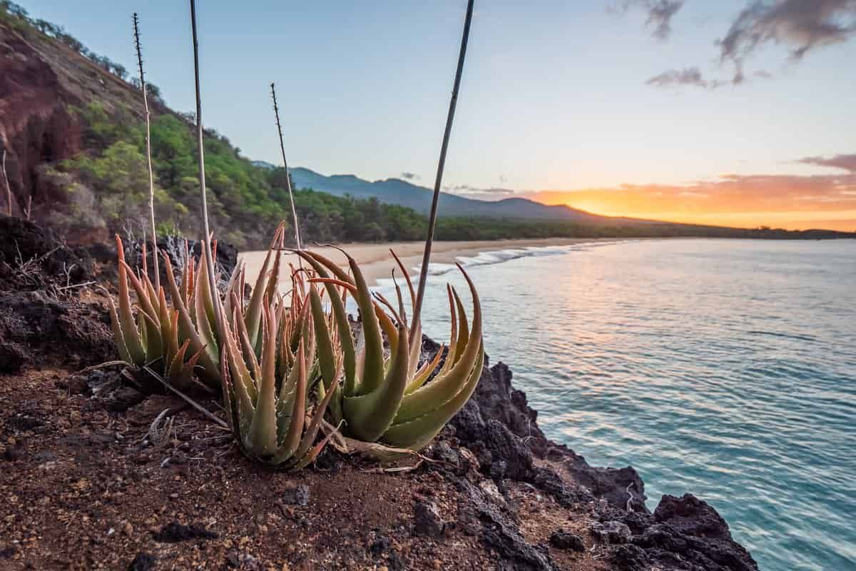 “Long fuses” delayed angiosperms’ global take-over