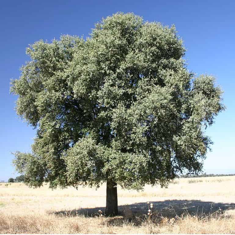 How does Holly Oak compensate for losing leaves?