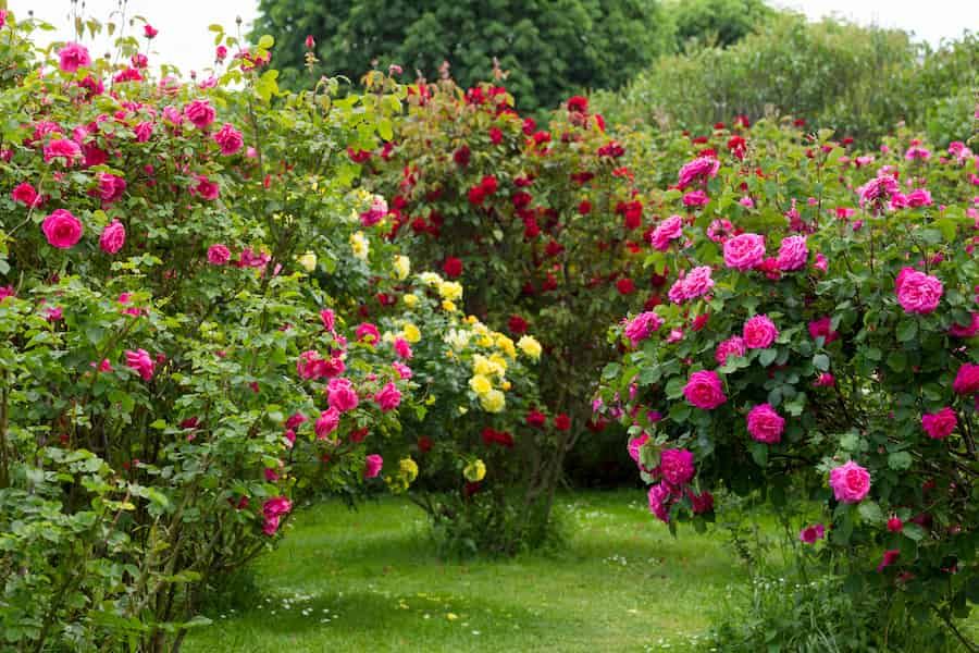 H202 scavenging releases axillary bud outgrowth in rosebush