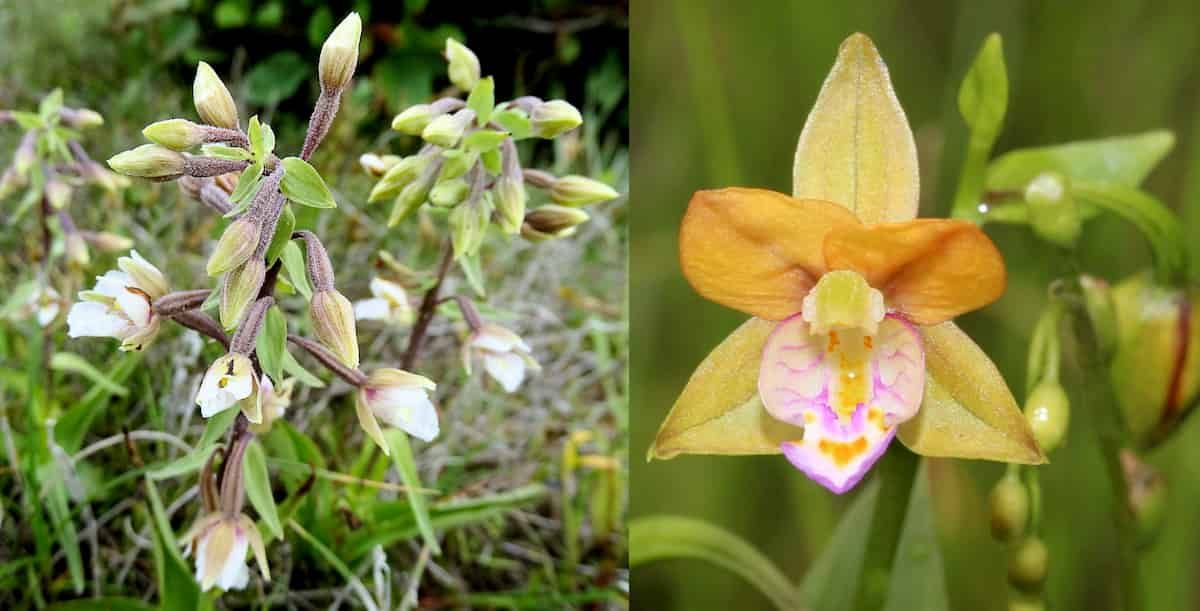 Zwei Epipactis-Orchideen