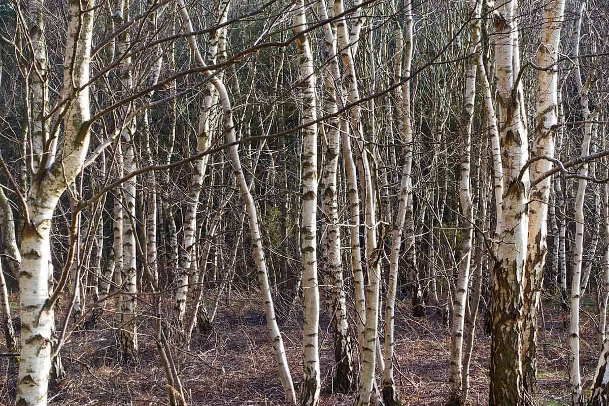 Variation génétique des premiers caractères de fitness dans les populations européennes de bouleau verruqueux