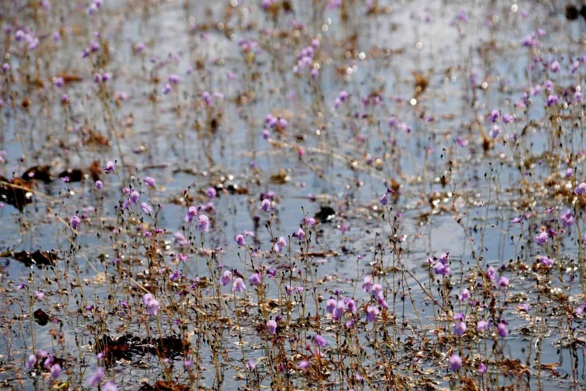 A carnivorous plant suffers poisoning from microplastics