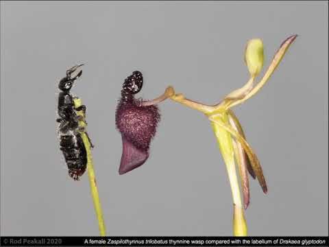 Tromperie sexuelle chez les orchidées australiennes
