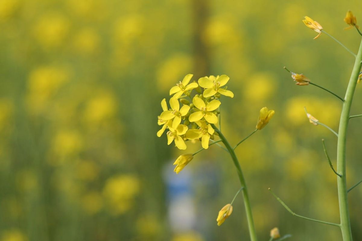 Below-ground plant competition alters attractiveness to pollinators