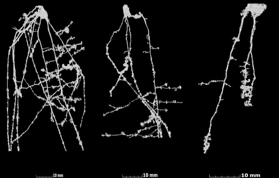 Cuantificación del crecimiento de raíces y brotes en trigo mediante tomografía computarizada de rayos X