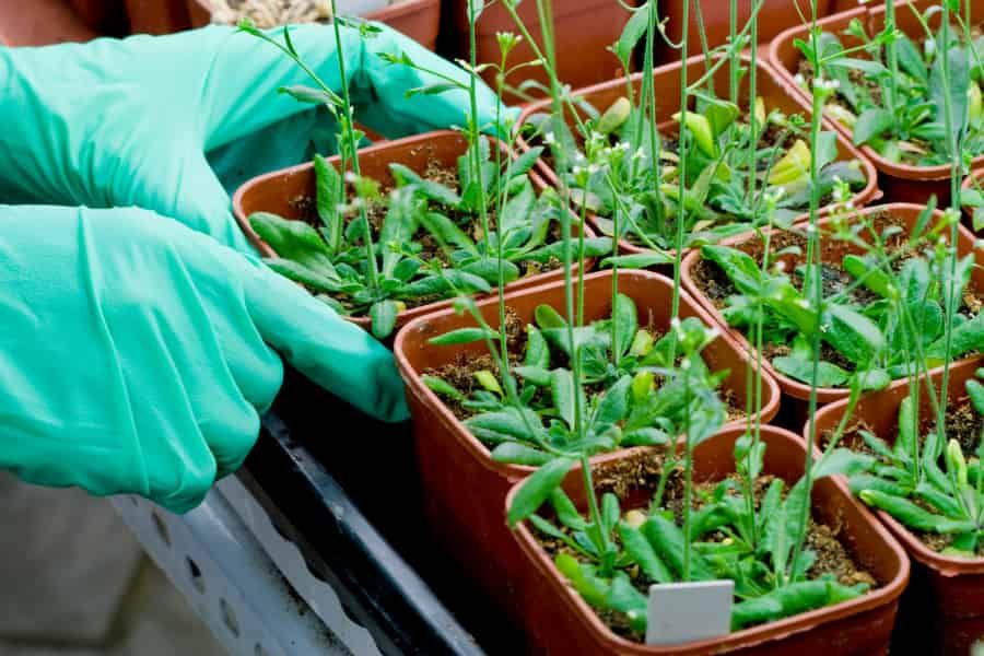 La misma proteína móvil gobierna el tamaño de la semilla y la estructura de la inflorescencia