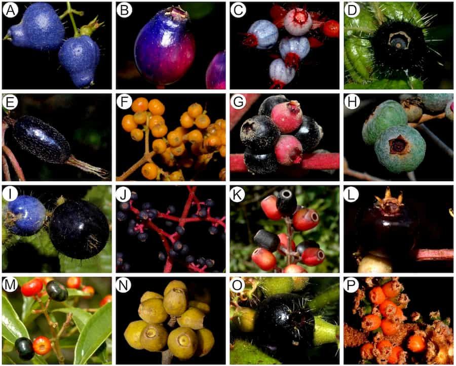 Como um clado chave, as espécies de Miconia suportam uma enorme variedade de frugívoros