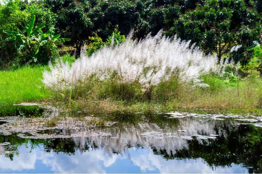 A step to the biofuels of the future?