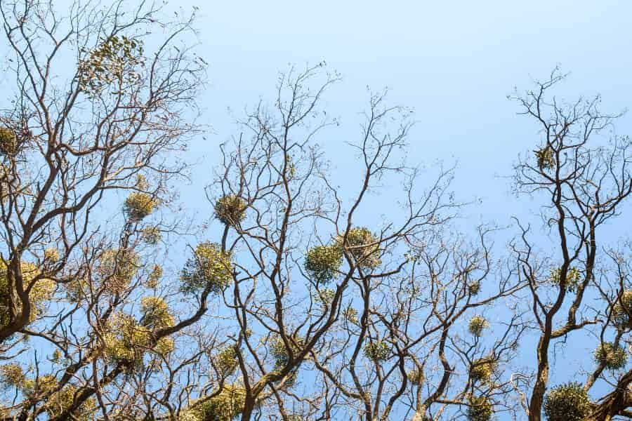 Even in juvenile stages, mistletoe can adjust its physiology according to its host