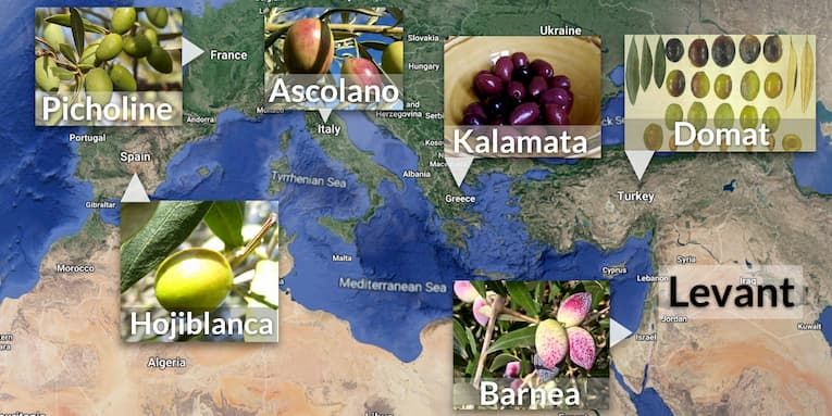 Lessons from Mediterranean olive domestication: keep wild relatives close by and do not “overselect”