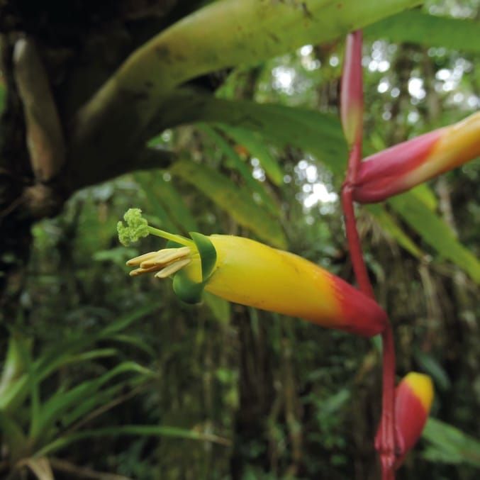 Polinizadores impulsionam a evolução floral em um gênero da Mata Atlântica