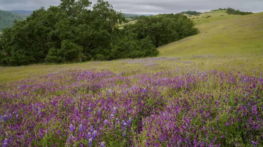 Changement climatique global et prairies : la diversité microbienne des sols à la rescousse !