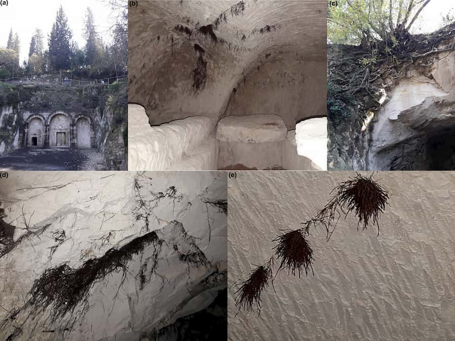 Tree root identification saves ancient caves and the forest above them