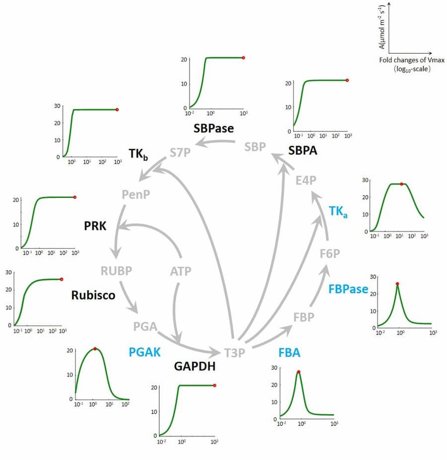 Enzymes cibles pour une meilleure photosynthèse