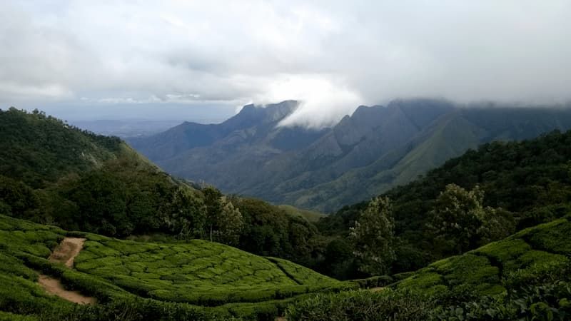 Plantación de té indio