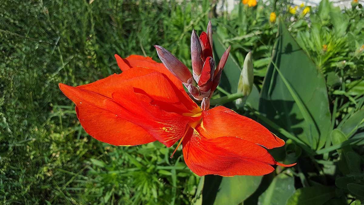 Orígenes de la simetría, una exploración del desarrollo floral en Canna indica