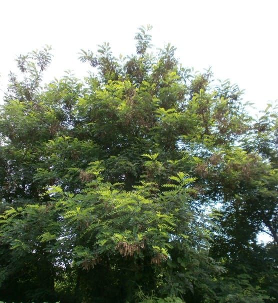 Structure génétique de l'arbre riverain envahissant Robinia pseudoacacia