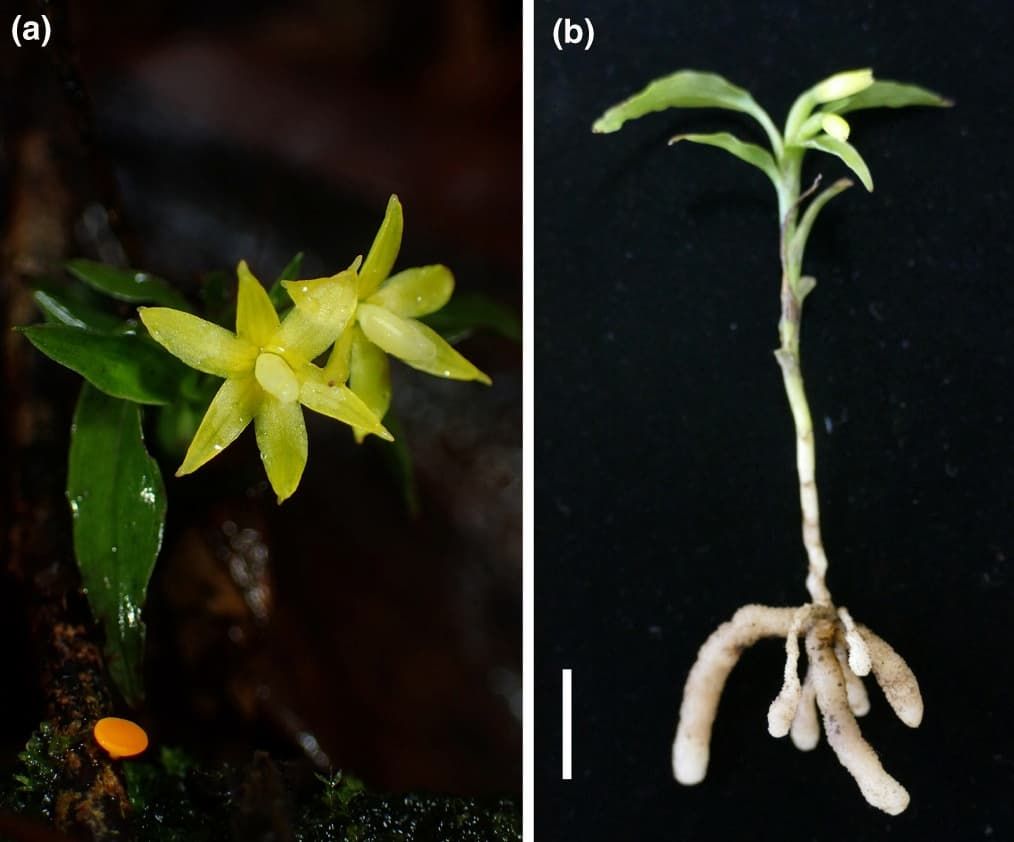 Orquídea basal engaña a su socio fúngico