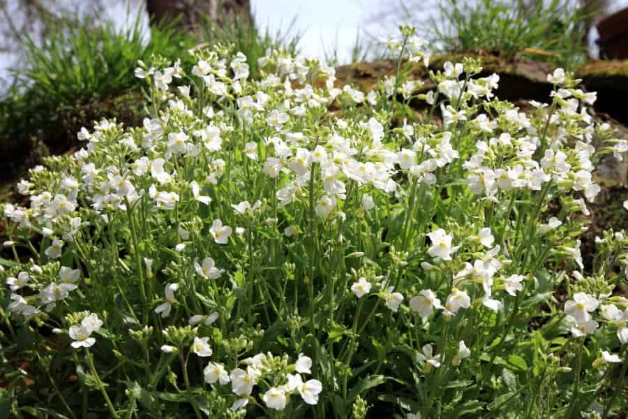Do flowers produce scent when they’re not expecting visitors?