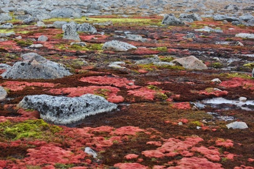 The impact of climate change on Alpine bryophyte communities