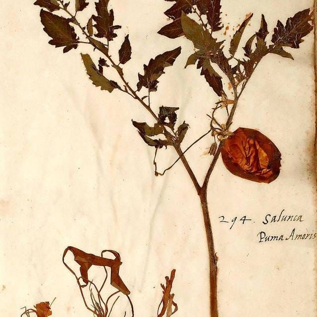 Tendências históricas em espécimes de herbário podem causar observações enganosas