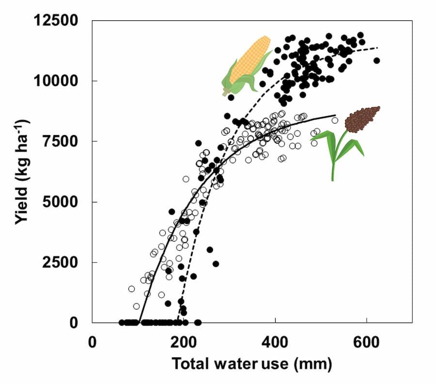 L'adaptation comparée à la limitation en eau du sorgho et du maïs