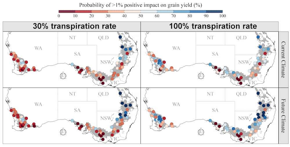 ¿Hay un costo de rendimiento para limitar la pérdida de agua durante las horas calurosas del día en el trigo?