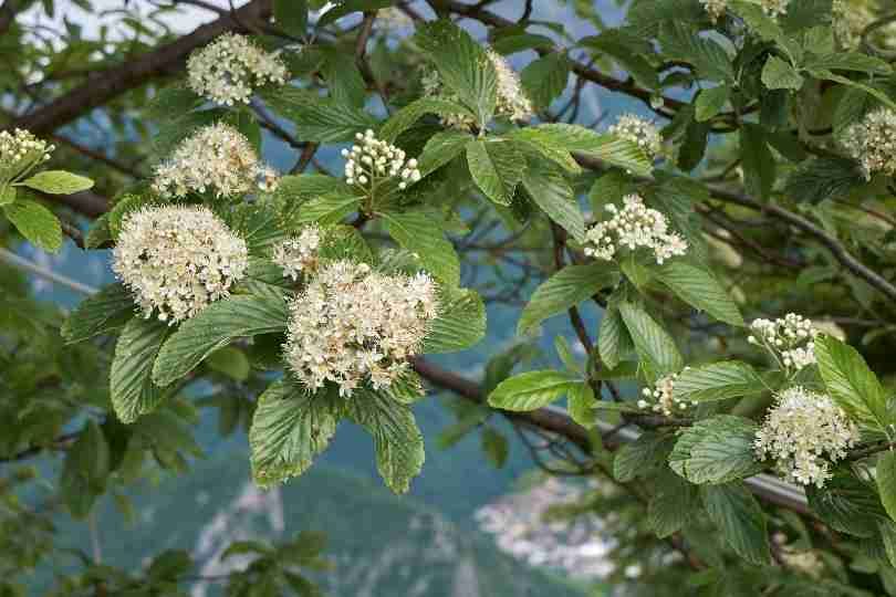 Hibridación de árboles Sorbus nativos y extranjeros en las montañas de los Cárpatos polacos