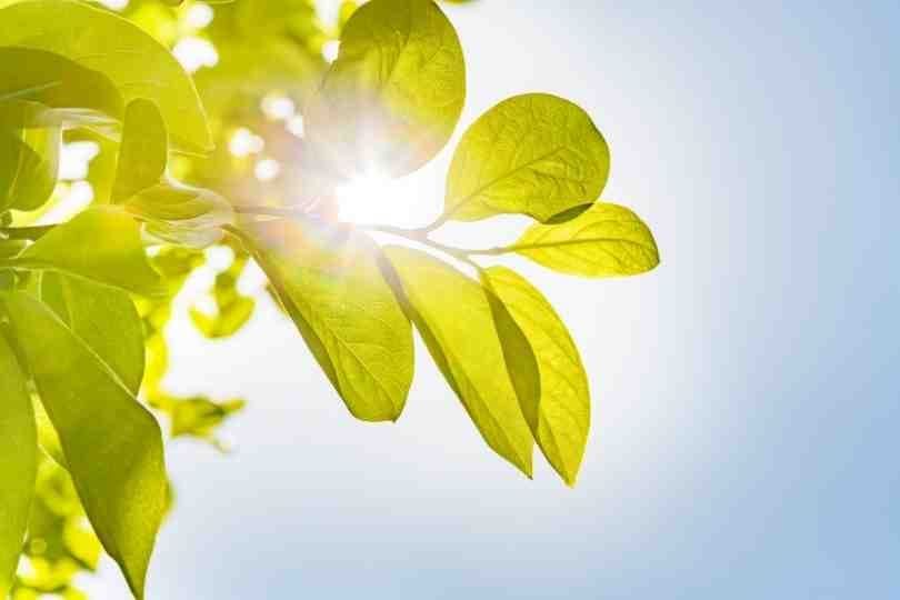 Um novo sistema para medição simultânea de fotossíntese e fluorescência induzida pelo sol