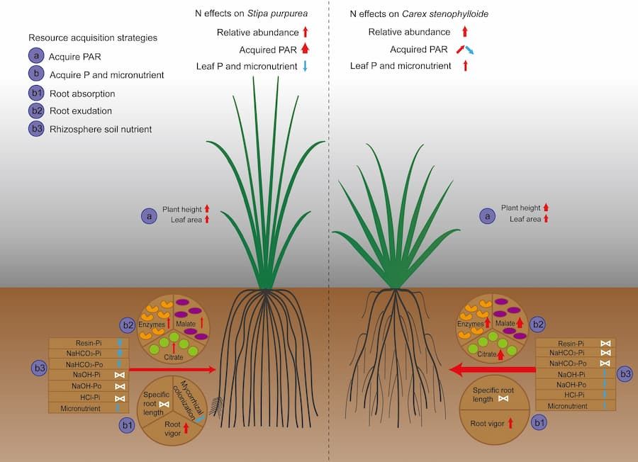 Above- and below-ground factors determine the effect of added nitrogen