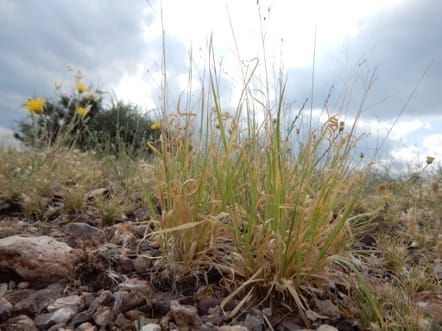 Modèles géographiques de diversité génomique chez l'herbe C4 Panicum hallii