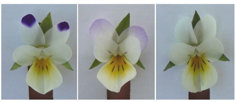 ¿Qué harán las plantas con menos polinizadores?