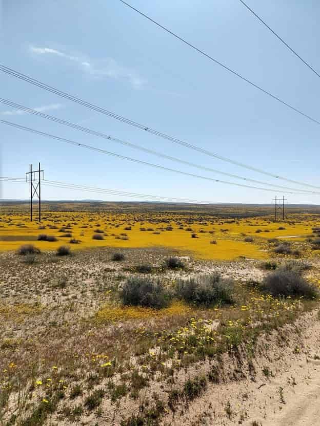 Solar panels might be good for cities — but what about the plants living underneath?