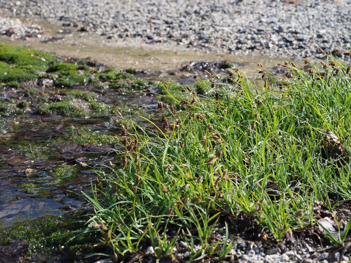 Carex angustisquama‘s extreme life style keeps it a distinct species