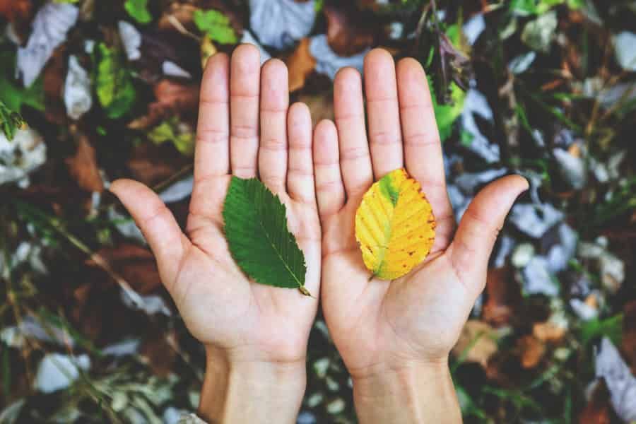 Estimations de la taille des feuilles fixées pour se rapprocher de la réalité