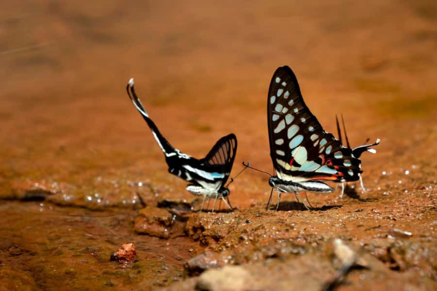 Microclimates in herb patches can provide refuges for overheating insects