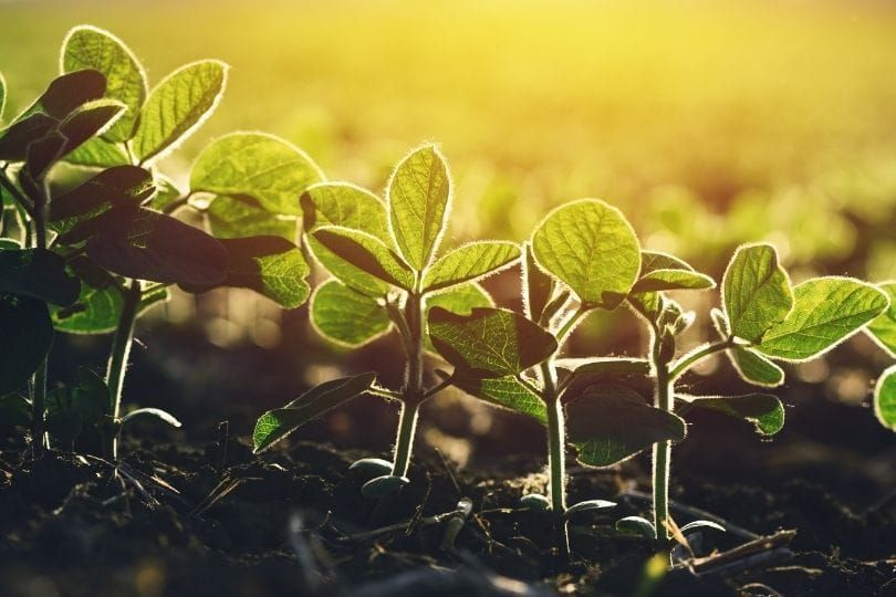 Identifying biomarkers for low phosphorus tolerance in soybean
