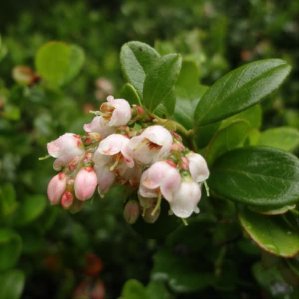 Variation entre les populations alpines et côtières de Vaccinium vitis-idaea