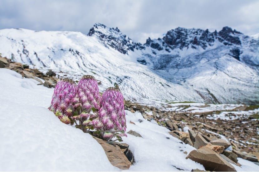 Wollig, Kissen, Rosette: Treiber der Vielfalt in der alpinen Saussurea-Gattung