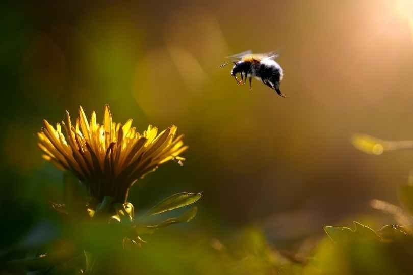 Do flowers removed of nectar and pollen attract fewer bumblebee pollinators?