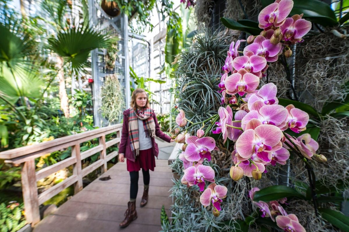 Différentes informations pour la conservation des orquídeas dans le jardin botanique des États-Unis