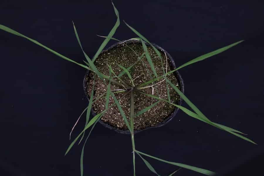 The Why and How of Horizontally Expanding Leaf Patterns