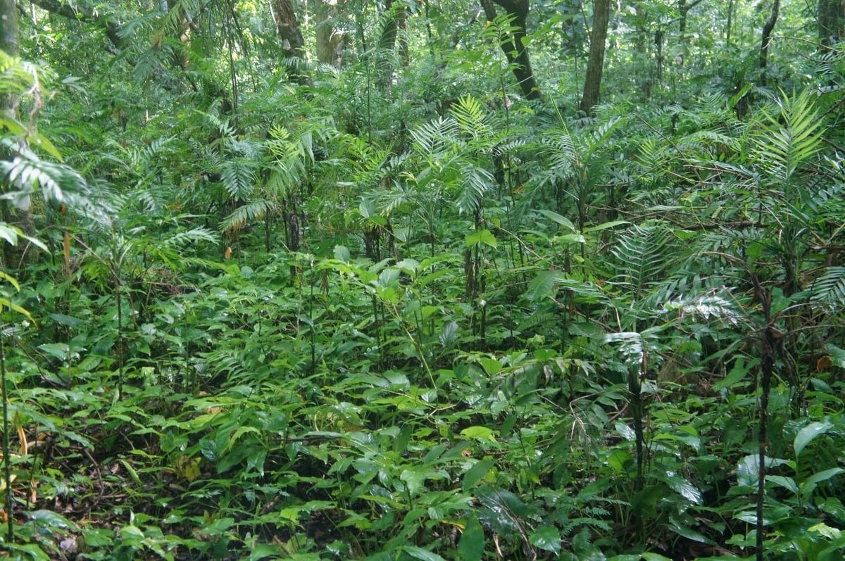 The size and light requirements of plants might determine the future of a whole forest