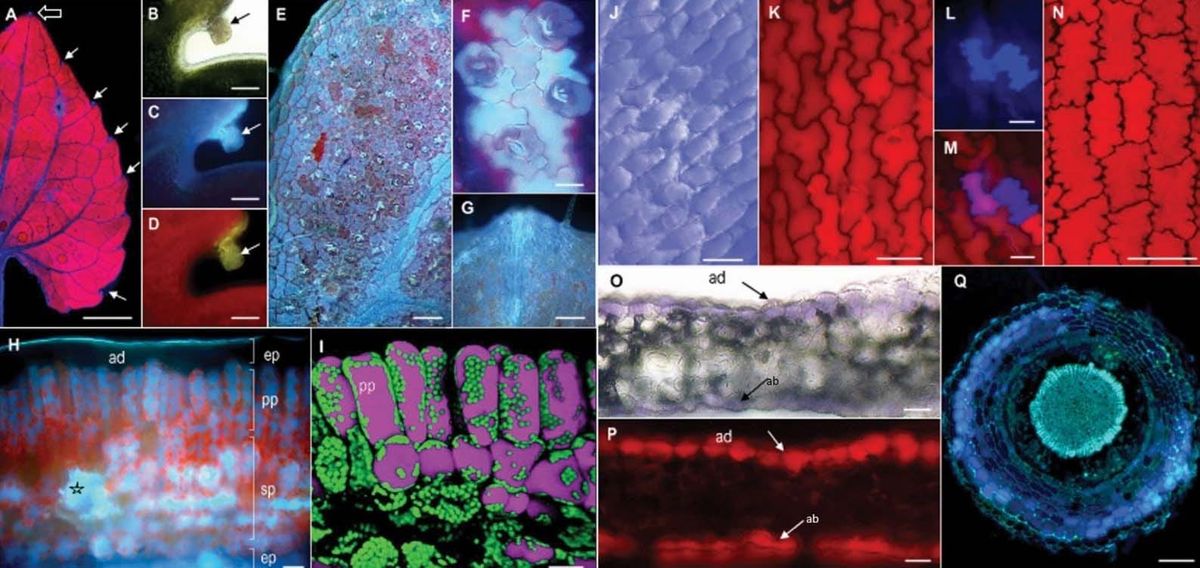 Fluoreszenzbildgebung enthüllt die farbenfrohe phenolische Welt des Parma-Veilchens